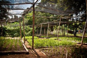 Contato com a natureza e atividades manuais em clínica de internação para dependentes químicos alcoólicos e depressivos