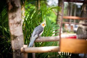 Interação com animais da clínica de reabilitação de dependentes químicos e alcoólicos em campinas sp