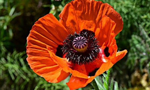 flor da papoula aberta de onde extrai o opio para fazer a morfina e também a heroína